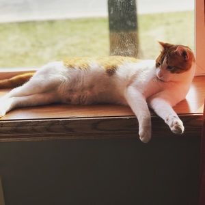 Meet your Posher, Thomas